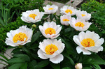 19.Paeonia 'Requiem' 2-3 BR