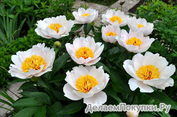 19.Paeonia 'Requiem' 2-3 BR