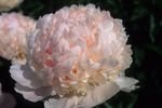 20.Paeonia 'Sweet Sixteen' 2-3 BR