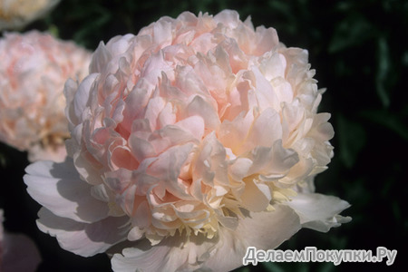 20.Paeonia 'Sweet Sixteen' 2-3 BR