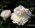 24.Paeonia (LD) 'Blush Queen' 2-3 BR