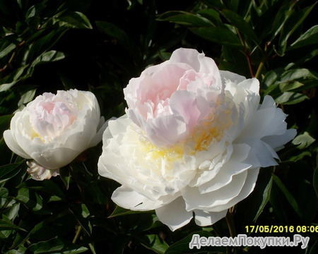 24.Paeonia (LD) 'Blush Queen' 2-3 BR