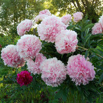 25.Paeonia (LD) 'Clemenceau' 2-3 BR