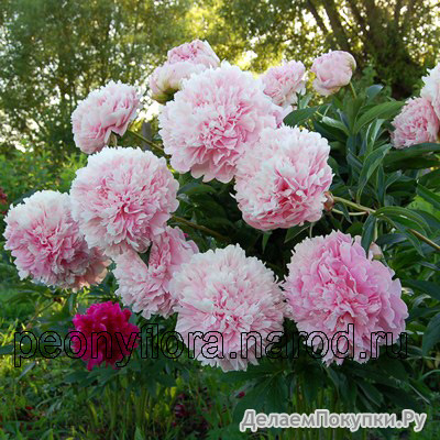 25.Paeonia (LD) 'Clemenceau' 2-3 BR