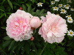 26.Paeonia (LD) 'Cornelia Shaylor' 2-3 BR