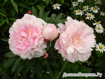 26.Paeonia (LD) 'Cornelia Shaylor' 2-3 BR