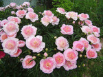 7.Paeonia (LD) 'Do Tell' 2-3 BR