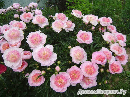 7.Paeonia (LD) 'Do Tell' 2-3 BR