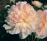 28.Paeonia (LD) 'Fairy's Petticoat' 2-3 BR