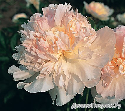 28.Paeonia (LD) 'Fairy's Petticoat' 2-3 BR