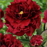 29.Paeonia (LD) 'Francois Ortegat' 2-3 BR