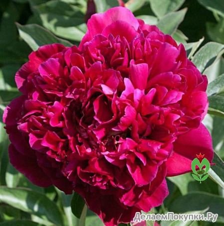 30.Paeonia (LD) 'Inspecteur Lavergne' 2-3 BR