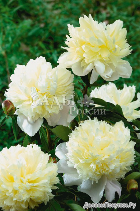 32.Paeonia (LD) 'Jules Dessert' 2-3 BR