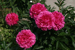 33.Paeonia (LD) 'Kansas' 2-3 BR