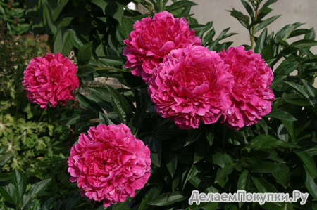 33.Paeonia (LD) 'Kansas' 2-3 BR