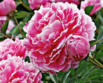 34.Paeonia (LD) 'Koningin Wilhelmina' 2-3 BR