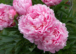 35.Paeonia (LD) 'La France' 2-3 BR