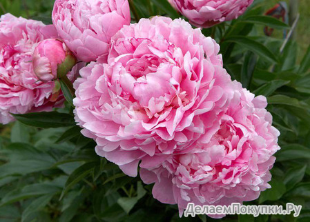 35.Paeonia (LD) 'La France' 2-3 BR