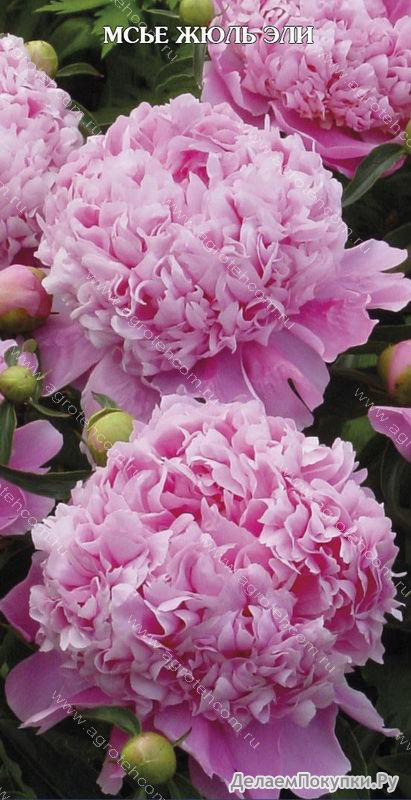 37.Paeonia (LD) 'Monsieur Jules Elie' 2-3 BR