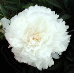 39.Paeonia (LD) 'Mrs Frank Beach' 3-5 BR