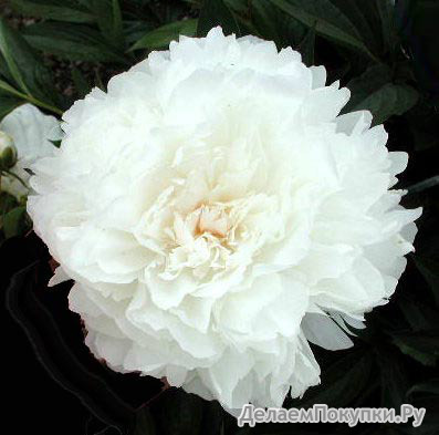 39.Paeonia (LD) 'Mrs Frank Beach' 3-5 BR