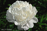 40.Paeonia (LD) 'Mrs J.V. Edlund' 2-3 BR