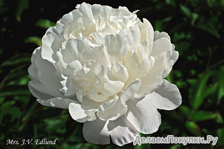 40.Paeonia (LD) 'Mrs J.V. Edlund' 2-3 BR