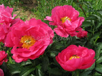 42.Paeonia (LD) 'Paula Fay' 2-3 BR