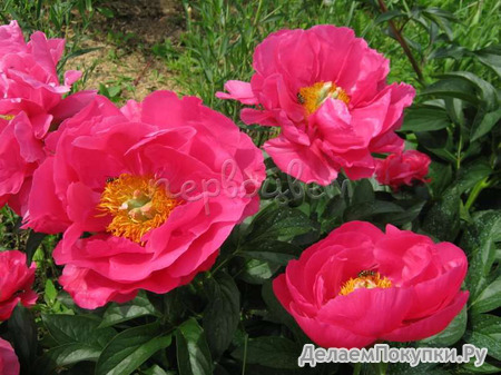 42.Paeonia (LD) 'Paula Fay' 2-3 BR