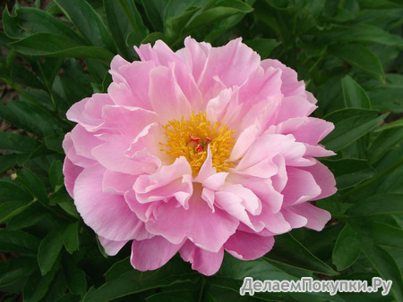 45.Paeonia (LE) 'Pink Delight' 2-3 BR