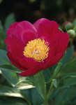 46.Paeonia (LE) 'Scarlett O'Hara' 2-3 BR