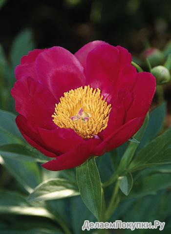 46.Paeonia (LE) 'Scarlett O'Hara' 2-3 BR