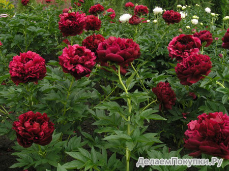 47.Paeonia 'Armani' 2-3 BR