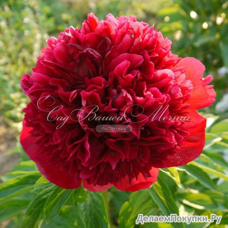 48.Paeonia 'Big Red Boomer Sooner' 2-3 BR