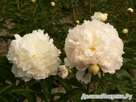 49.Paeonia 'Brother Chuck' 3-5 BR