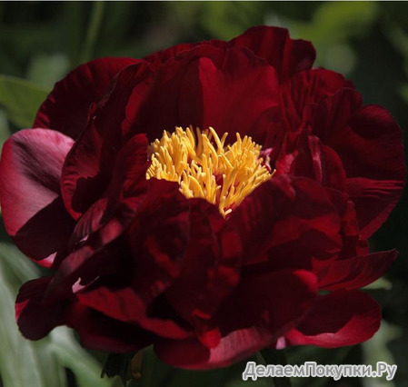 50.Paeonia 'Chief Black Hawk' 3-5 BR