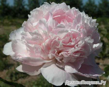 51.Paeonia 'Chiffon Parfait' 2-3 BR