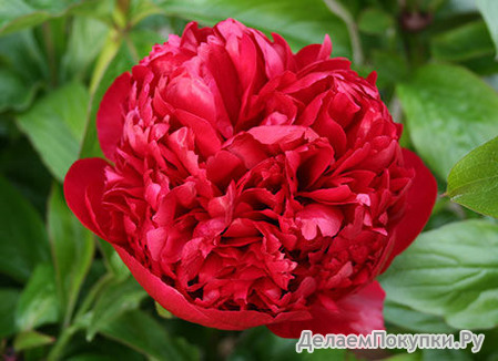 53.Paeonia 'Christmas Velvet' 3-5 BR