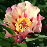 54.Paeonia 'Court Jester' 2-3 BR