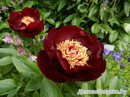 55.Paeonia 'Dark Eyes' 2-3 BR