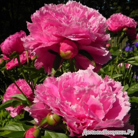 56.Paeonia 'Dayton' 2-3 BR