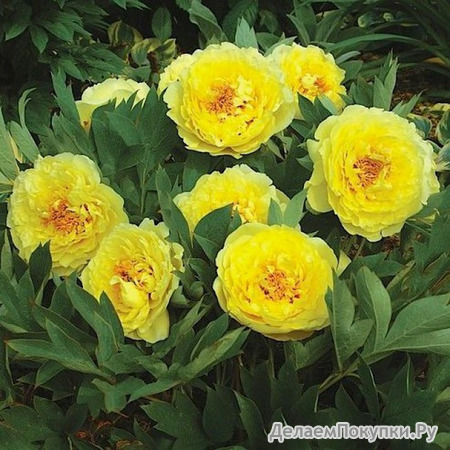 57.Paeonia 'Yellow Crown' 2-3 BR