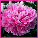 Paeonia 'Yvonne' 2-3 BR 9,35 654,18