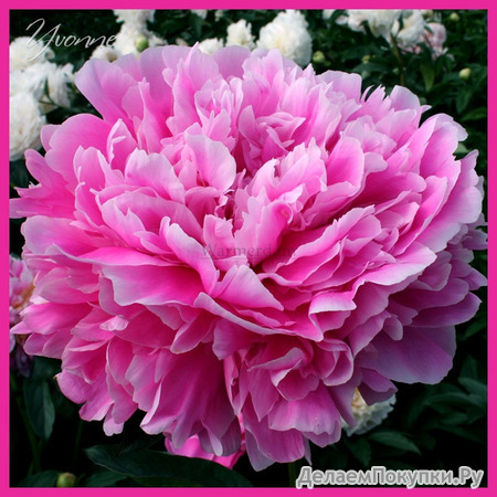 Paeonia 'Yvonne' 2-3 BR 9,35 654,18