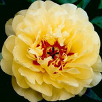 22.Paeonia 'Yellow Waterlily' 2-3 BR