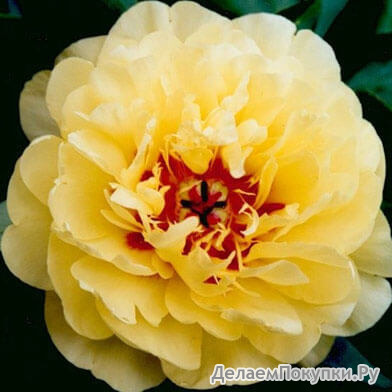 22.Paeonia 'Yellow Waterlily' 2-3 BR