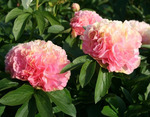 23.Paeonia 'Lois Choice' 3-5 BR