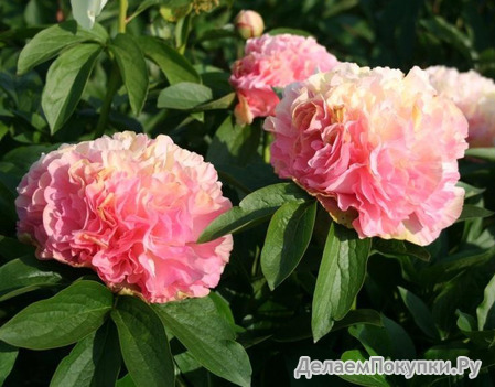 23.Paeonia 'Lois Choice' 3-5 BR