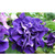      Grandiflora Double Petunias, 