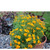 ,     Tagetes tenuifolia, 